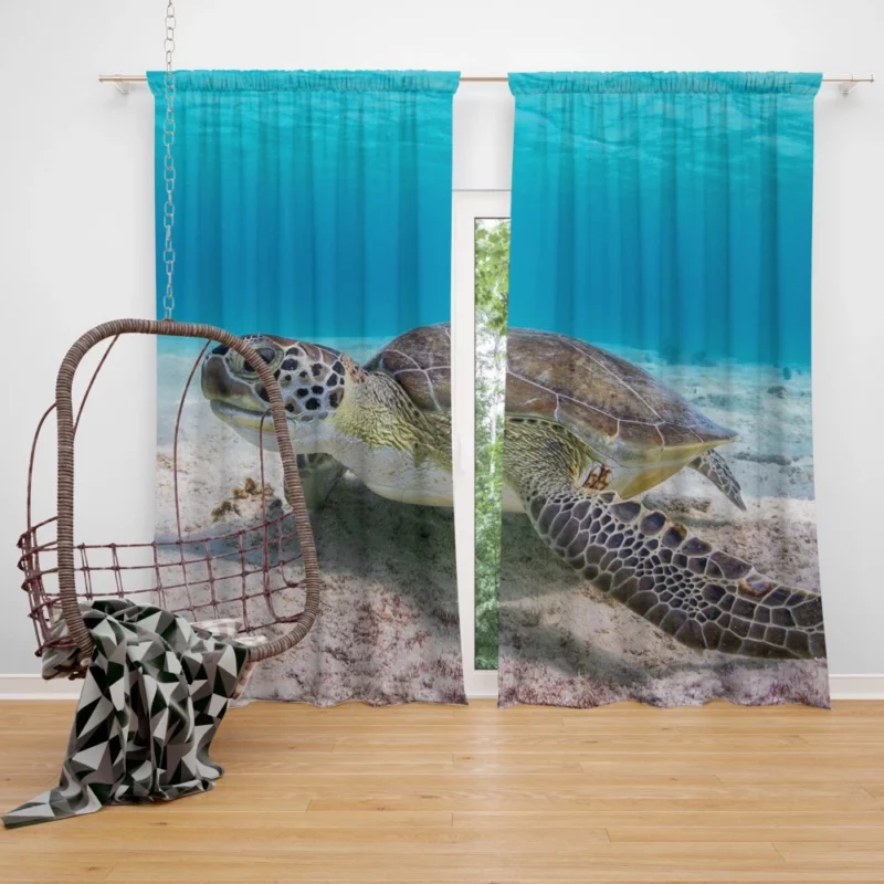 Turtle Underwater Adventure Sandy Realm Curtain