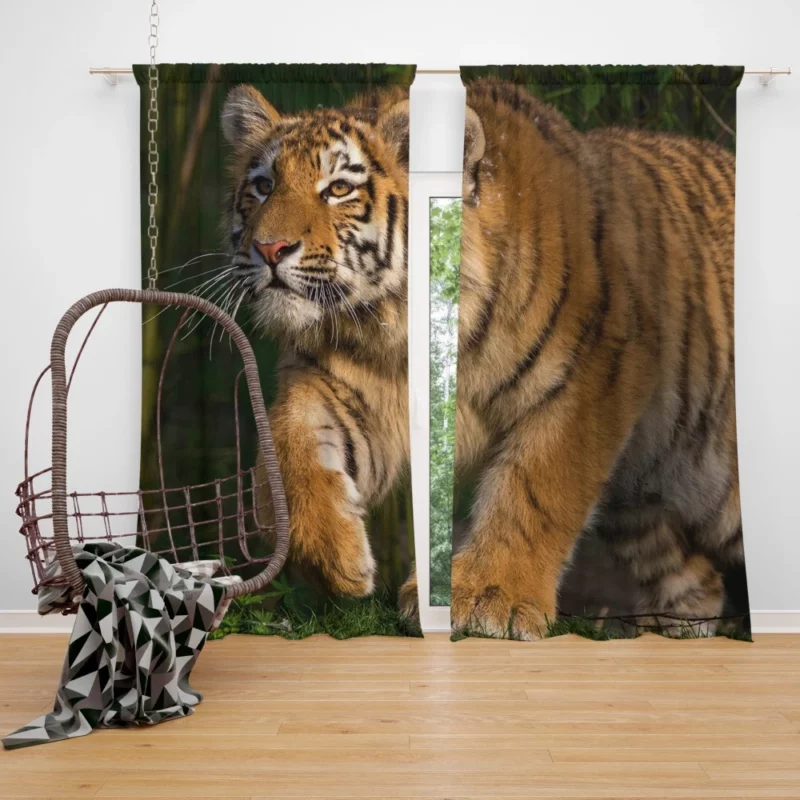 Untamed Beauty Majestic Tiger Curtain