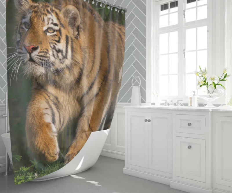 Untamed Beauty Majestic Tiger Shower Curtain 1