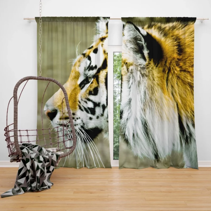 Untamed Gaze Tiger Fierce Stare Curtain