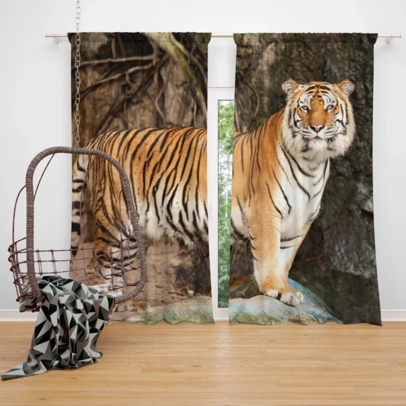 Untamed Vision Tiger Intense Stare Curtain