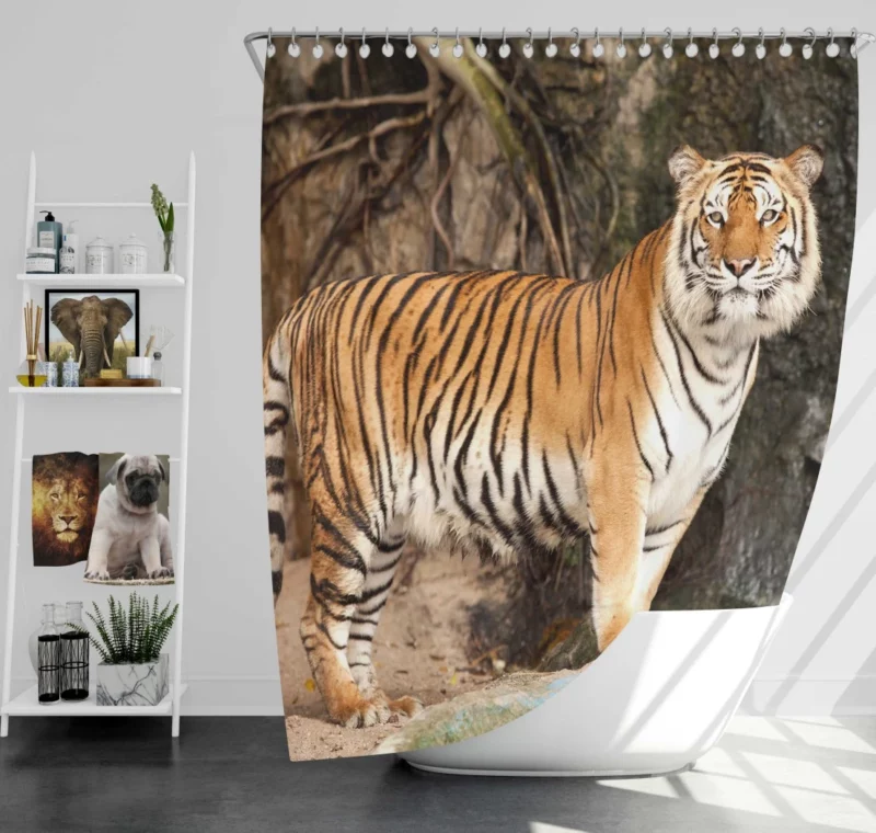 Untamed Vision Tiger Intense Stare Shower Curtain