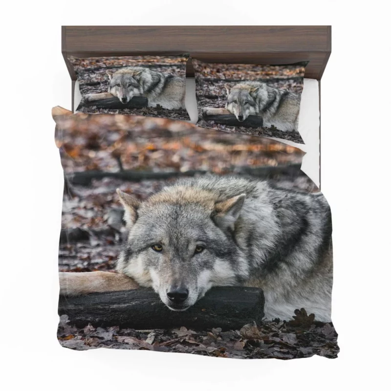 Untamed Wolf Piercing Stare Wilderness Majesty Bedding Set 1