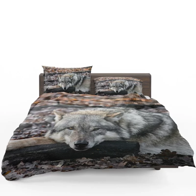 Untamed Wolf Piercing Stare Wilderness Majesty Bedding Set