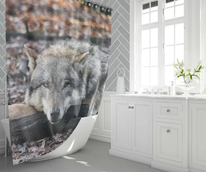 Untamed Wolf Piercing Stare Wilderness Majesty Shower Curtain 1