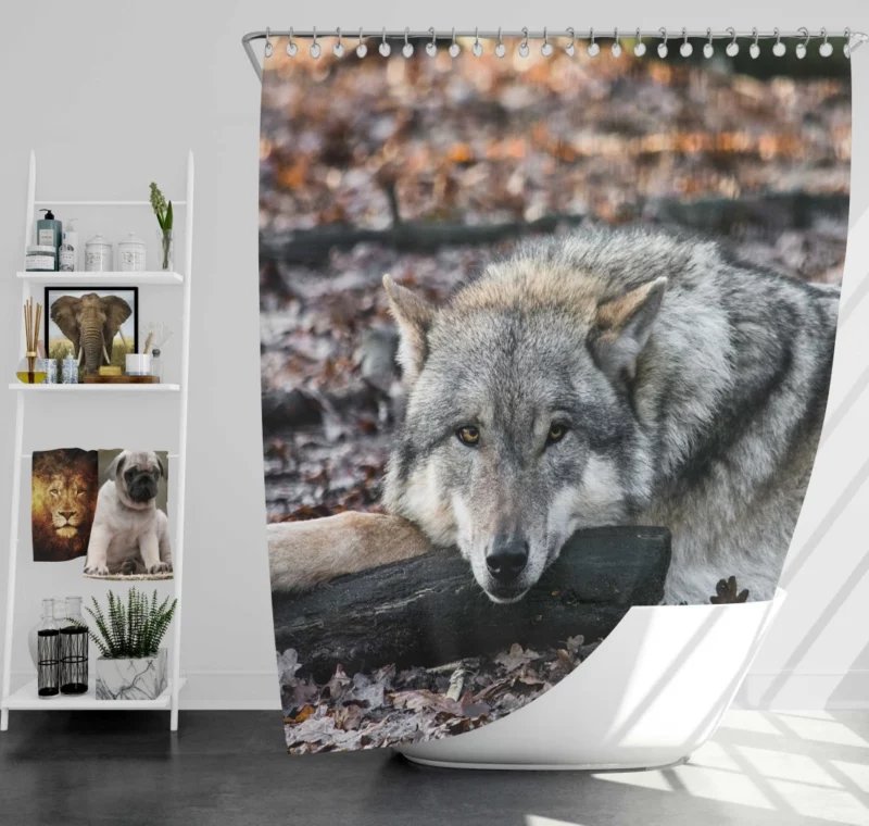 Untamed Wolf Piercing Stare Wilderness Majesty Shower Curtain