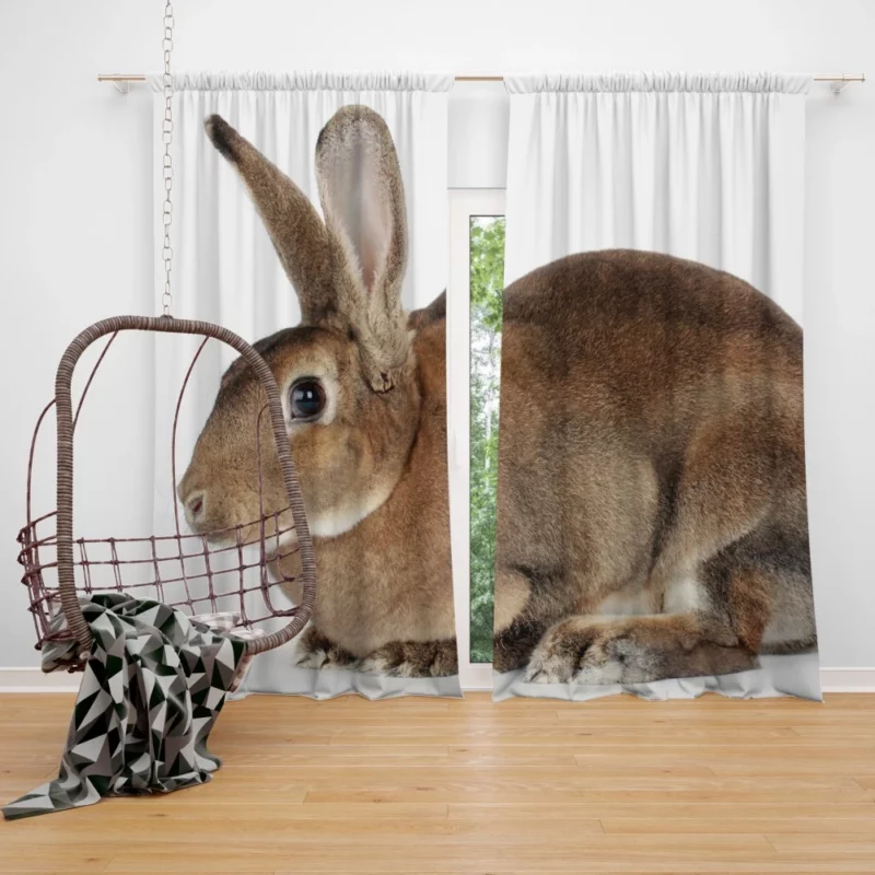 Unveiled Nature Rabbit Curious Spirit Curtain