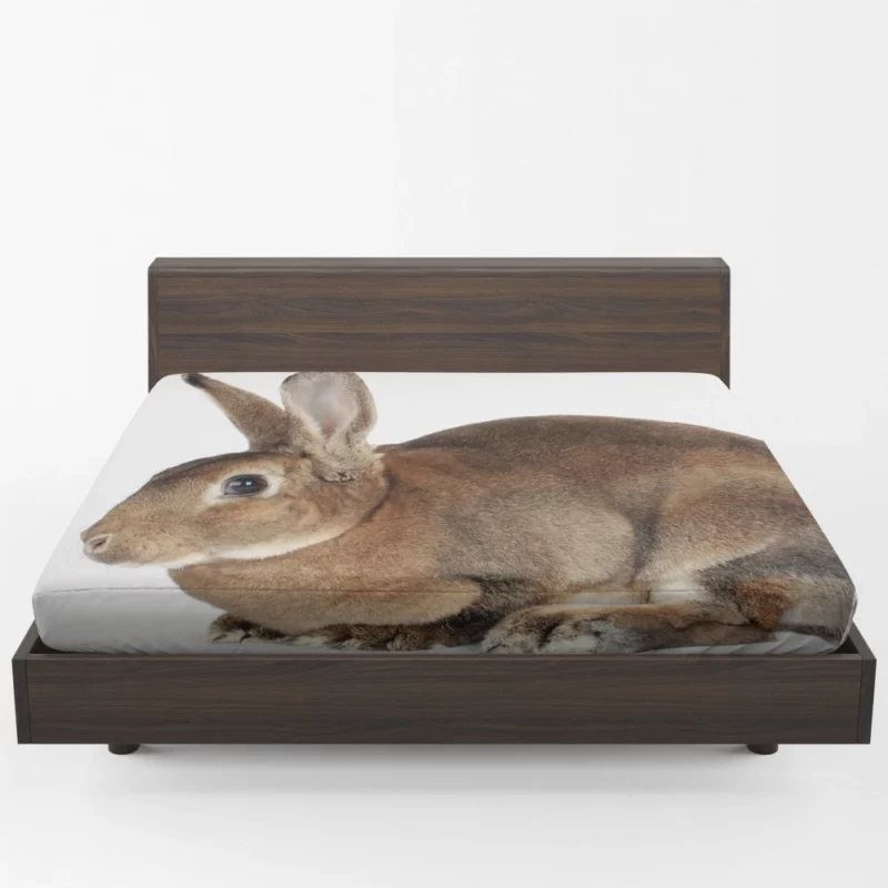 Unveiled Nature Rabbit Curious Spirit Fitted Sheet