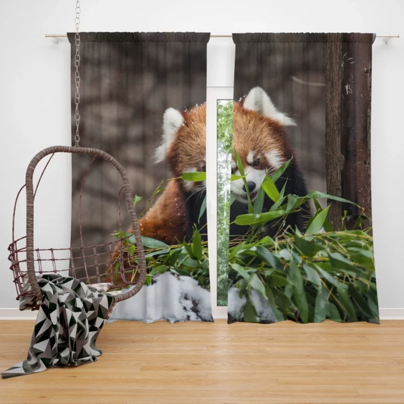 Urban Red Panda Chicago Zoo Wonders Curtain