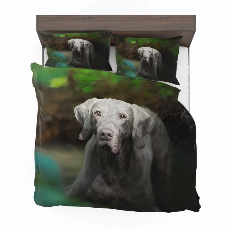 Weimaraner Muzzle in Focus Canine Persona Bedding Set 1