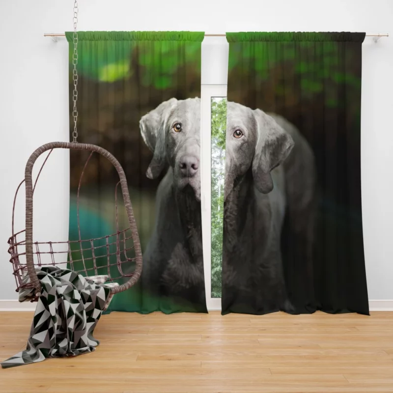 Weimaraner Muzzle in Focus Canine Persona Curtain