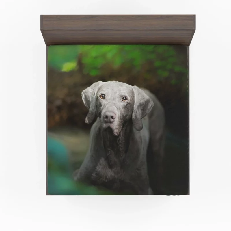 Weimaraner Muzzle in Focus Canine Persona Fitted Sheet 1