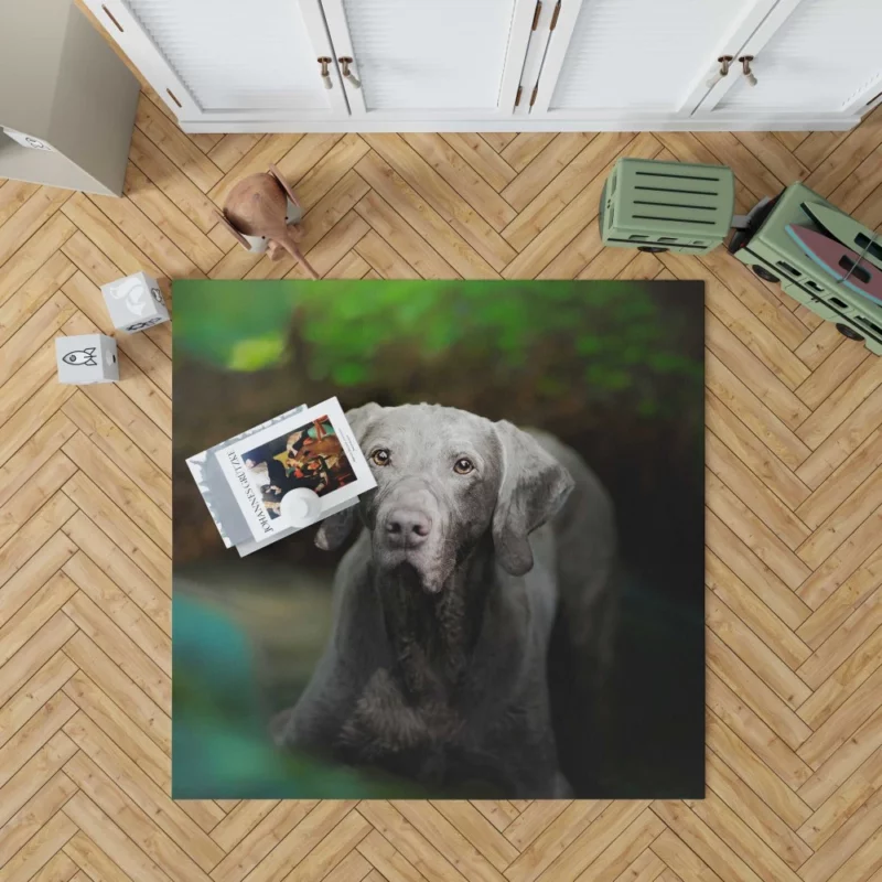 Weimaraner Muzzle in Focus Canine Persona Rug