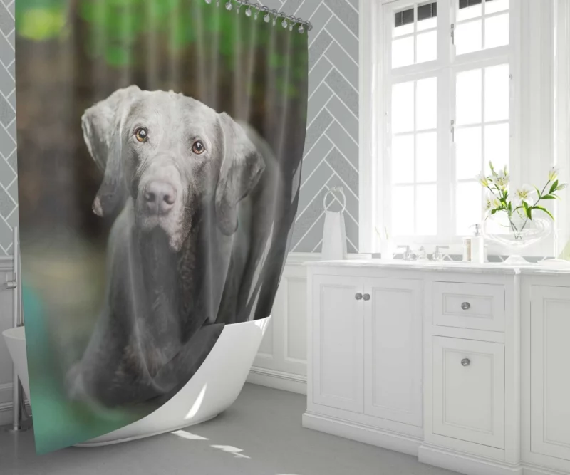 Weimaraner Muzzle in Focus Canine Persona Shower Curtain 1