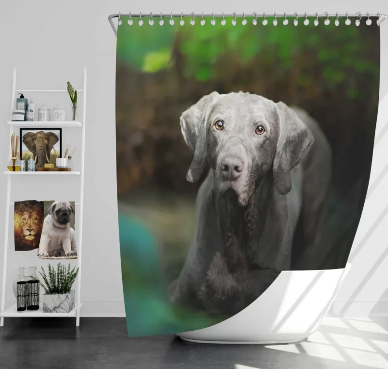 Weimaraner Muzzle in Focus Canine Persona Shower Curtain