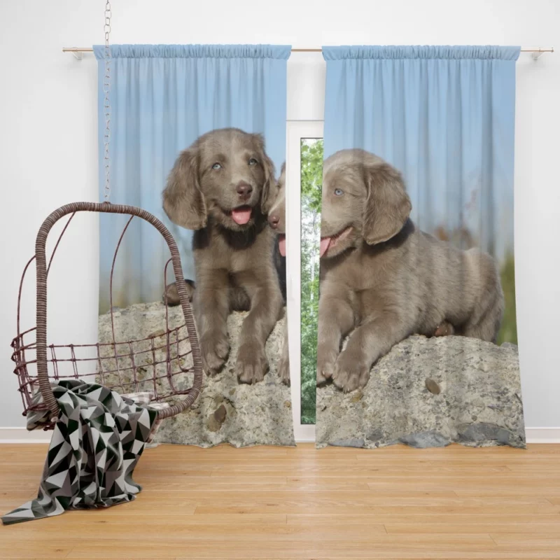 Weimaraner Puppy Eager Companion Curtain