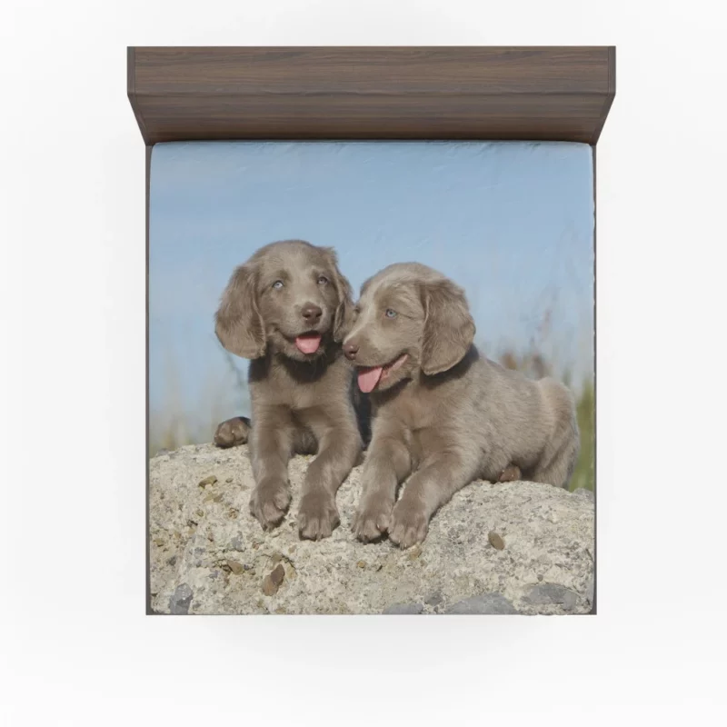 Weimaraner Puppy Eager Companion Fitted Sheet 1