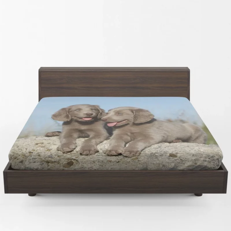 Weimaraner Puppy Eager Companion Fitted Sheet