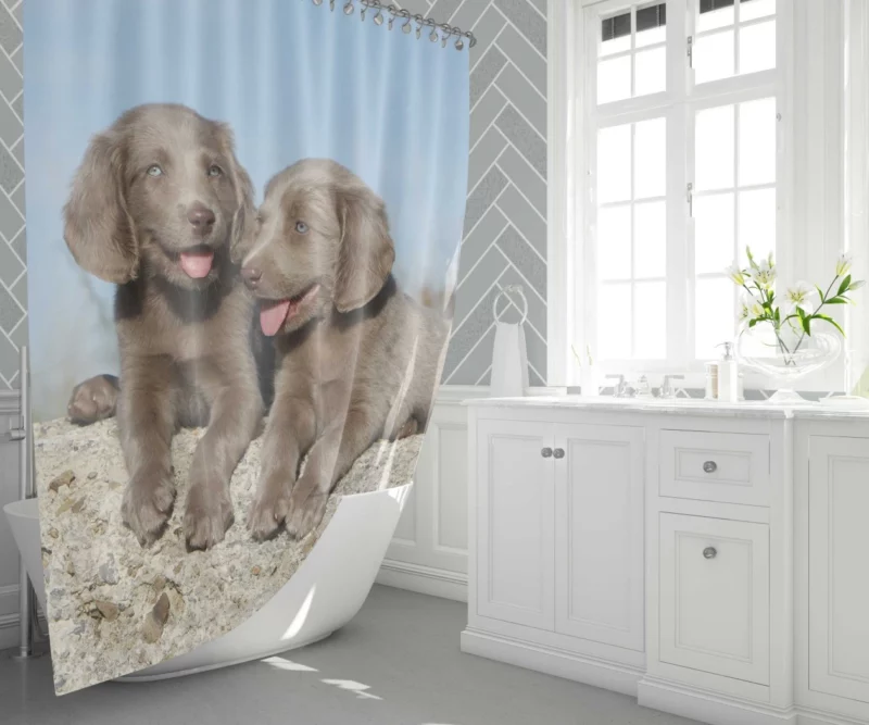 Weimaraner Puppy Eager Companion Shower Curtain 1