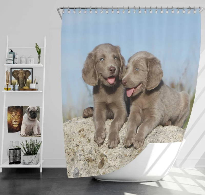 Weimaraner Puppy Eager Companion Shower Curtain