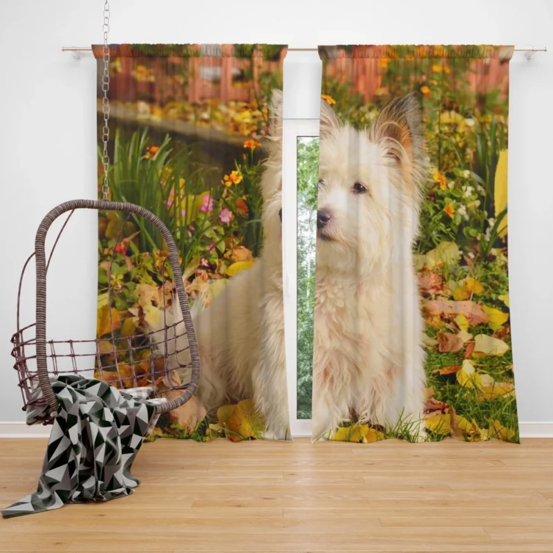 West Highland White Terrier Playful Spirit Curtain