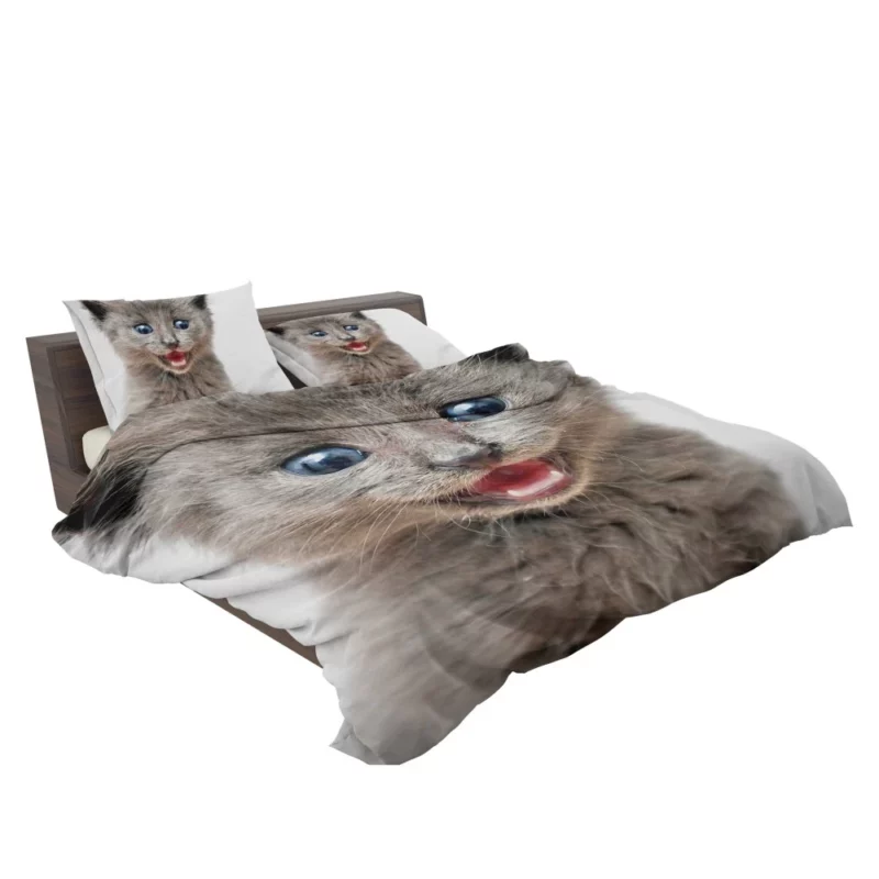 Whisker Curiosity Cat Playful Stares Bedding Set 2