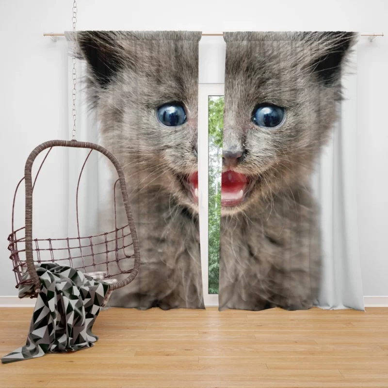 Whisker Curiosity Cat Playful Stares Curtain