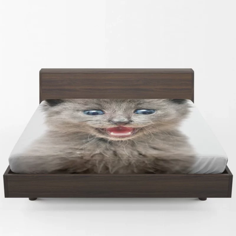 Whisker Curiosity Cat Playful Stares Fitted Sheet