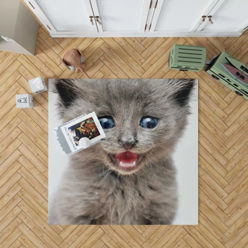 Whisker Curiosity Cat Playful Stares Rug