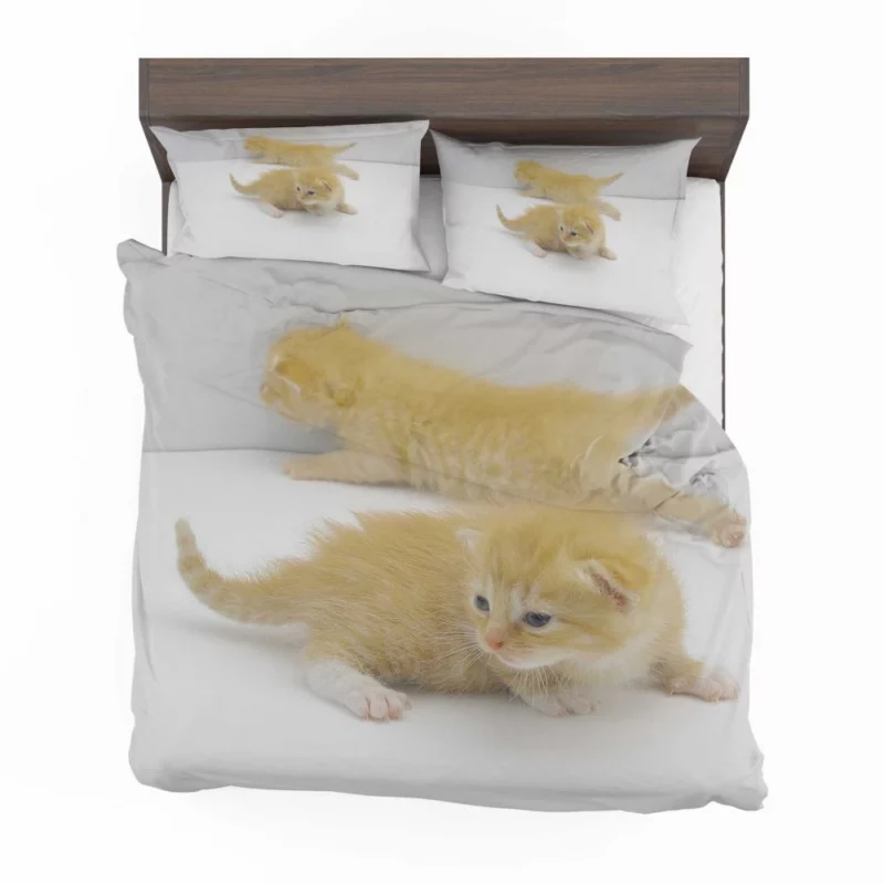 Whisker Curiosity Curious Cat Gaze Bedding Set 1