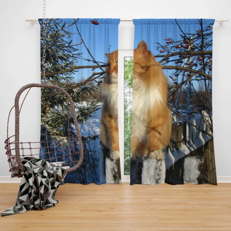 Whisker Wonder Curious Cat Gaze Curtain