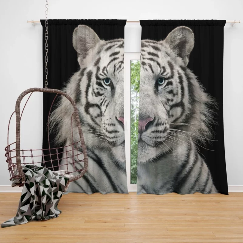 White Bengal Tiger Elegance in Albino Curtain