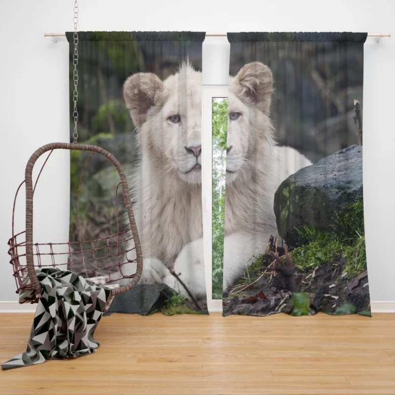 White Lion Majesty Regal Beauty Curtain