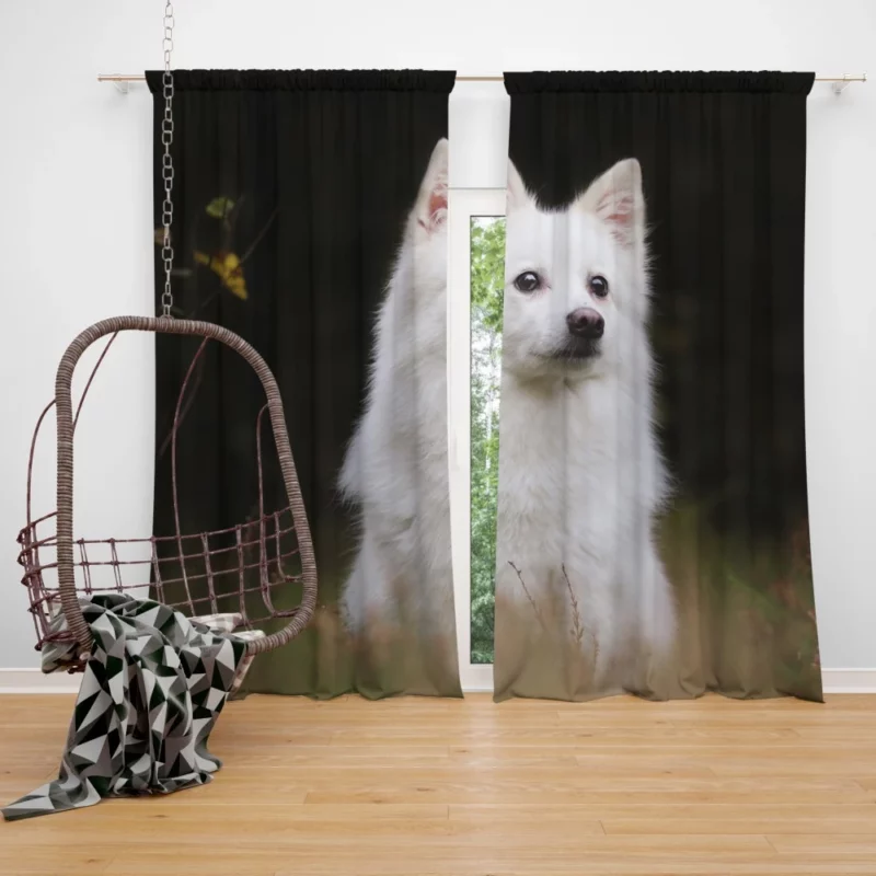 White Shepherd & Eskimo Play Canine Joy Curtain