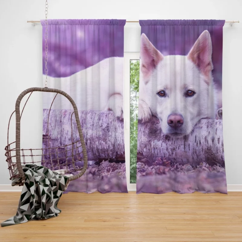 White Shepherd Noble Presence Curtain