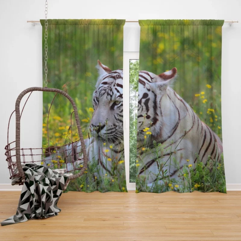 White Tiger Striking Gaze Enigmatic Beauty Curtain