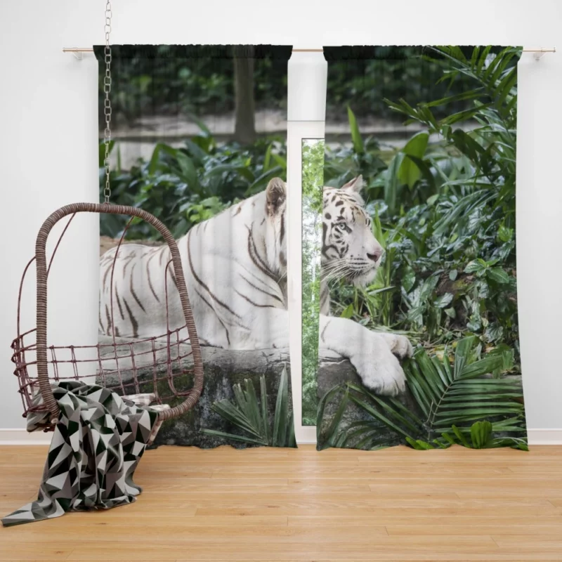 White Tiger Zoo Majesty Striking Beauty Curtain