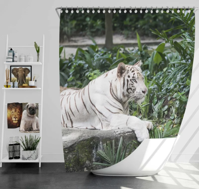 White Tiger Zoo Majesty Striking Beauty Shower Curtain