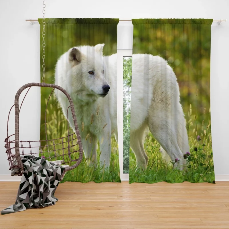 White Wolf Amidst Blossoms Majestic Aura Curtain