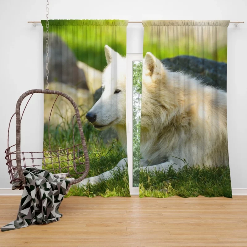 White Wolf Gaze Arctic Majesty Curtain