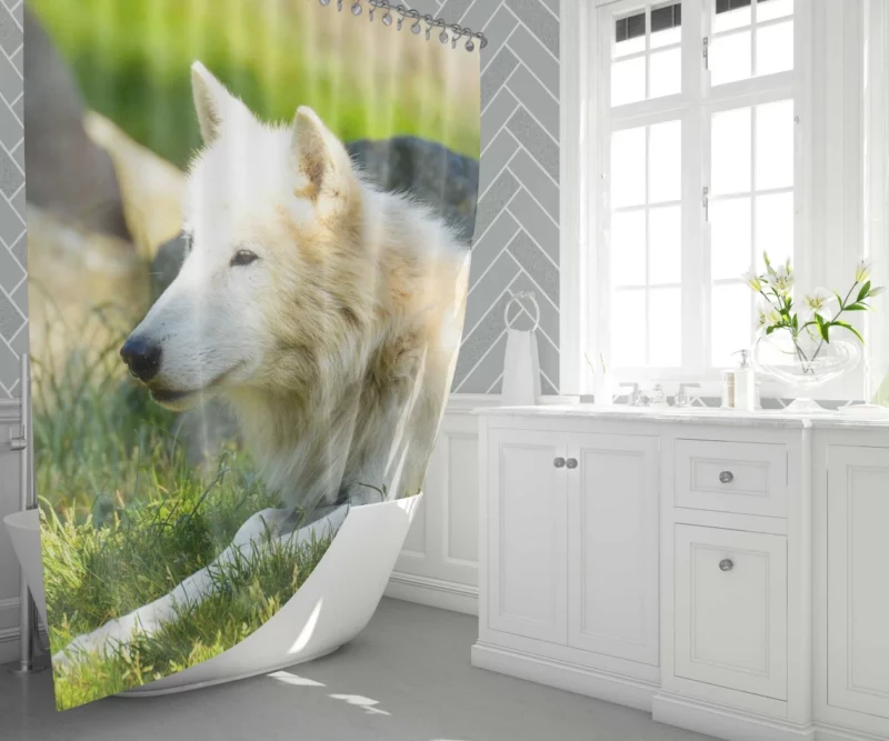 White Wolf Gaze Arctic Majesty Shower Curtain 1