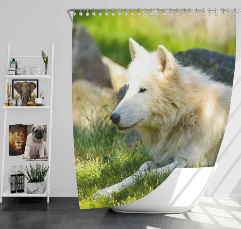 White Wolf Gaze Arctic Majesty Shower Curtain