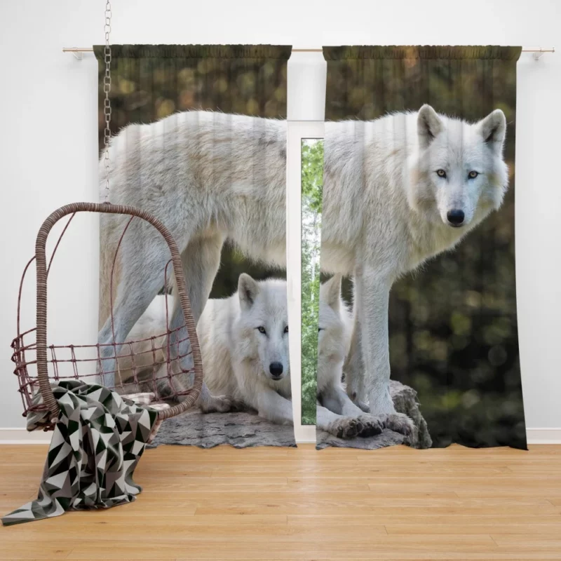 White Wolves Amidst Bokeh Arctic Majesty Curtain