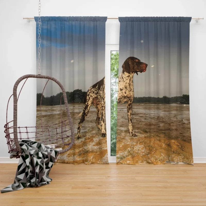 Wild German Shorthaired Pointer Gaze Curtain