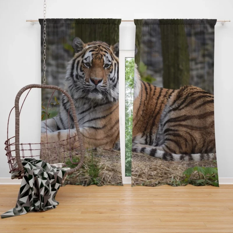 Wild Tiger Curtain