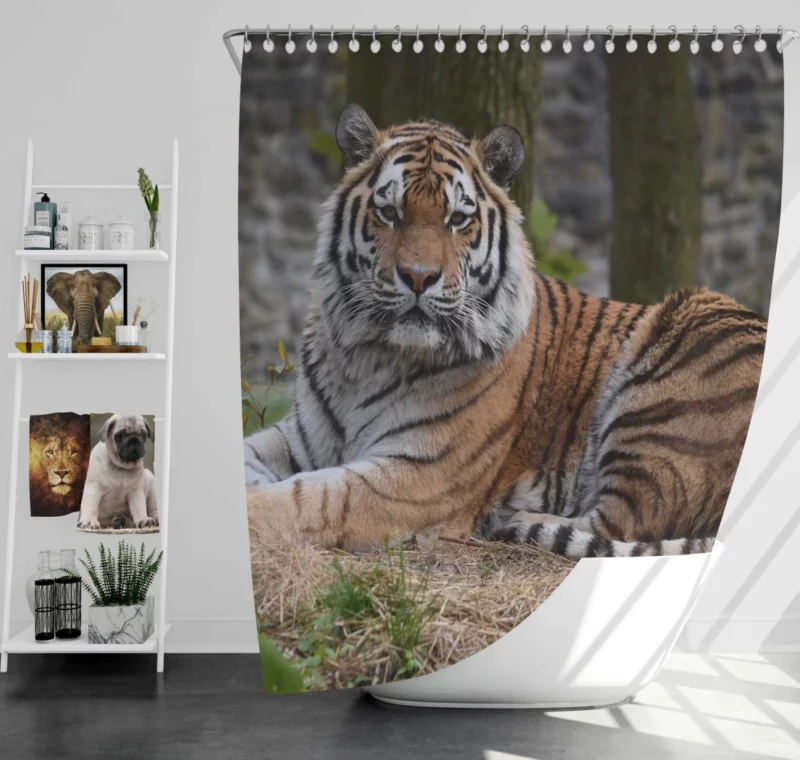 Wild Tiger Shower Curtain