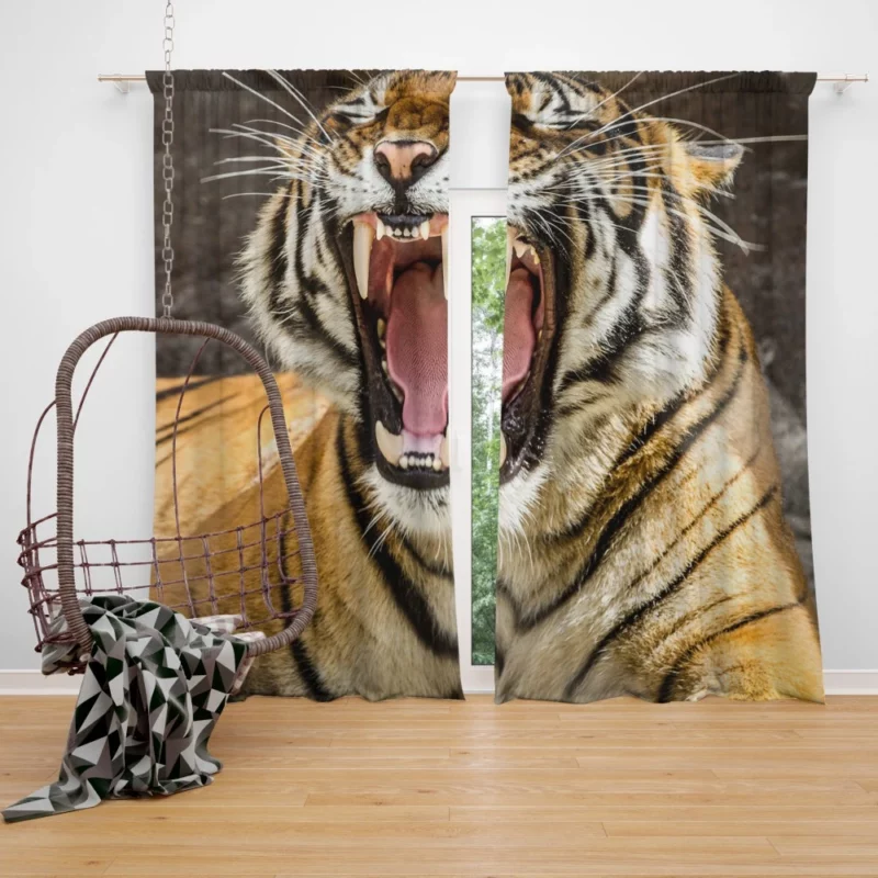 Wilderness Beauty Tiger Untamed Gaze Curtain