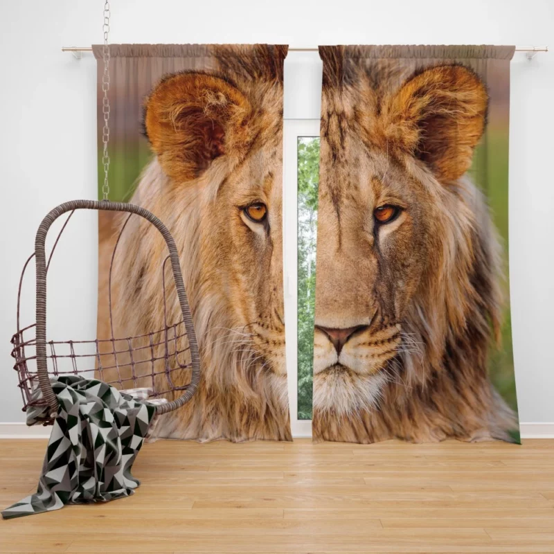 Wilderness Majesty Lion Regal Stare Curtain