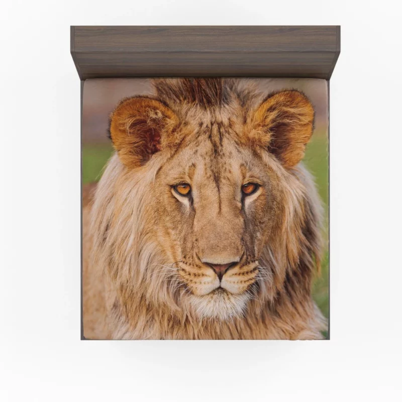 Wilderness Majesty Lion Regal Stare Fitted Sheet 1