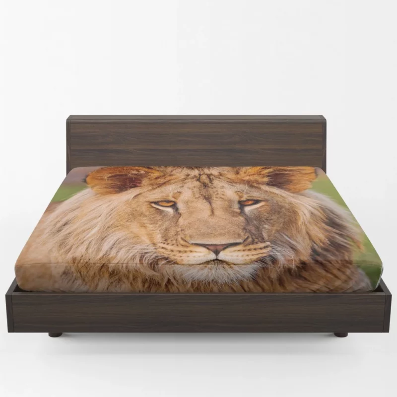 Wilderness Majesty Lion Regal Stare Fitted Sheet